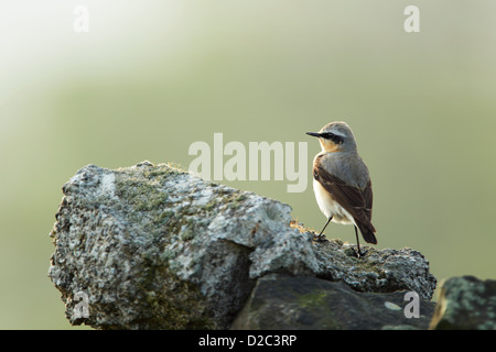 Northern wheatear (Oenanthe oenanthe) male standing on a lichen covered drystone wall Stock Photo
