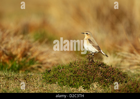 Northern wheatear (Oenanthe oenanthe) female standing on top of a clump of heather Stock Photo