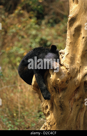 Manas wildlife sanctuary, assam hi-res stock photography and images - Alamy