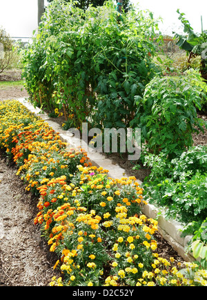 Marigolds growing next to tomato plants. Companion planting to deter pests. Stock Photo