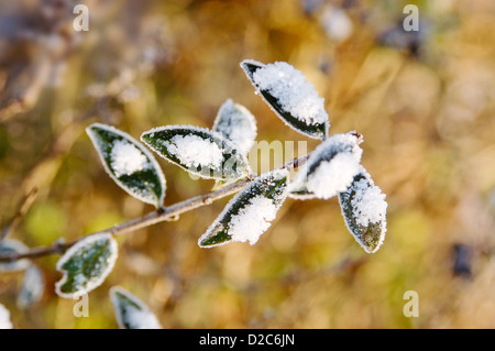 Snow And Winter Frost On Leaves Stock Photo