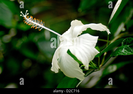 Hibiscus Hirtus Flower Stock Photo