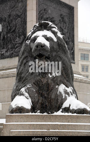 London, UK. 20th January 2013. Snow on a lion in Trafalgar Square, London, England. Alamy Live News Stock Photo