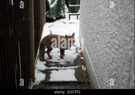 London, UK. Red fox in alleyway at the side of a suburban London house during heavy snowfall. Alamy Live News Stock Photo