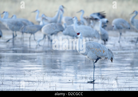 Greater Sandhill Crane, (Grus canadensis tabida), standing on iced over pond.  Bosque del Apache National Wildlife Refuge, NM. Stock Photo