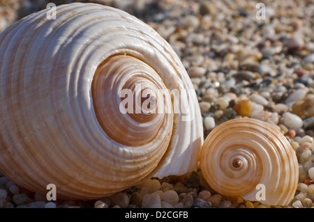Two shells of Giant Tun snails (Tonna galea) on pebble beach Stock Photo
