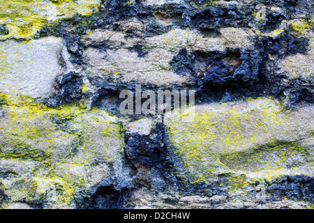 Lichens growing on an old stone wall. Stock Photo