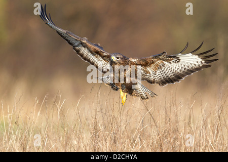 Common Buzzard in flight Stock Photo