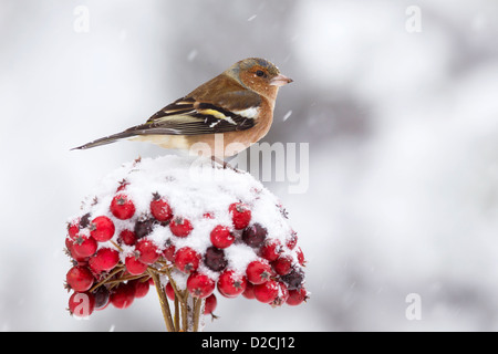 Male Chaffinch on red berries in the snow Stock Photo