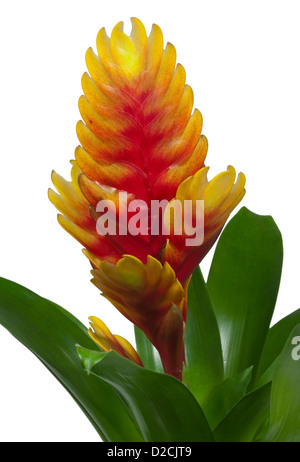 Bromeliad flower on white Stock Photo