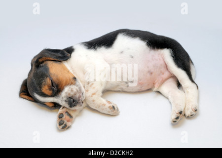 Cute Beagle puppy sleeping on bed, top view. Adorable pet Stock Photo ...