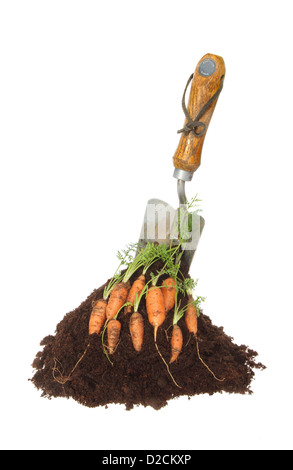 Fresh carrots on a pile of soil with a garden trowel isolated against white Stock Photo