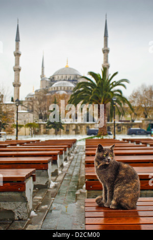 ISTANBUL TURKEY - Turkish cat on benches outside the snow covered Blue Mosque, Sultan Ahmet Mosque Sultanahmet Stock Photo