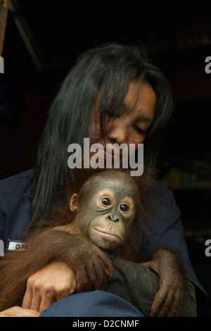 Orangutan (Pongo pygmaeus) one year old infant held by caretaker, Orangutan Care Center, Borneo, Indonesia Stock Photo