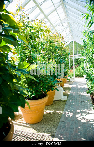 Greenhouses at West Dean Gardens, Chichester, West Sussex, UK Stock Photo