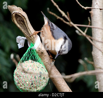 European nuthatch ( Sitta europaea) posing on a branch while feeding on a seed ball Stock Photo