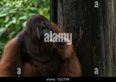 Dominant male Bornean orangutan (P. pygmaeus) eating a banana Sepilok Sanctuary Sandakan Sabah Borneo Malaysia Stock Photo