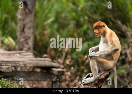 Proboscis monkey (Nasalis larvatus) or long-nosed monkey sitting on a tree  Sabah Borneo Malaysia Stock Photo