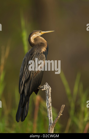African Darter Anhinga rufa 'snakebird' perched in the early evening light in Kruger National Park Stock Photo