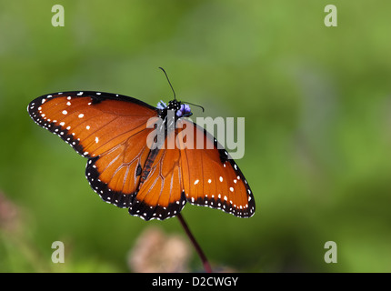 Queen butterfly (danaus gilippus) feeding on Gregg's Mist flowers against green background Stock Photo