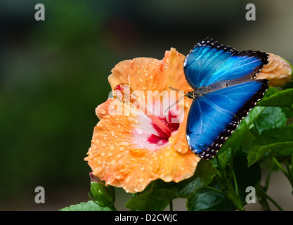 Blue Morpho butterfly (Morpho peleides) on yellow orange hibiscus flower with water droplets Stock Photo