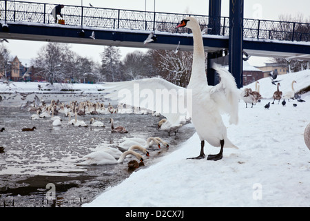 A mute swan spreading its wings on a snowy riverbank in Exeter, Devon, UK with a large flock of swans on the icy river behind. Stock Photo