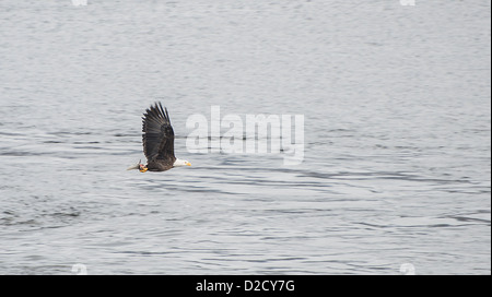 Bald Eagle in flight with a freshly caught fish in its grip. Stock Photo