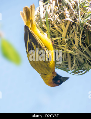 Adult Southern Masked Weaver bird hanging upside down from its nest. Stock Photo