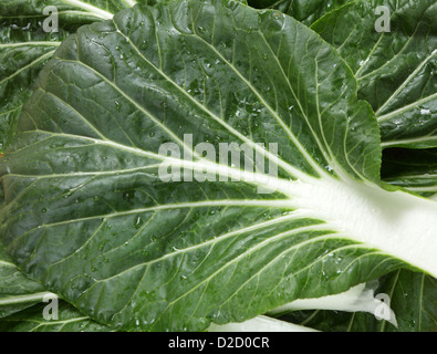 leaves of the extremely popular asian vegetable known as bok choy, pak soi or chinese cabbage in the west, Stock Photo