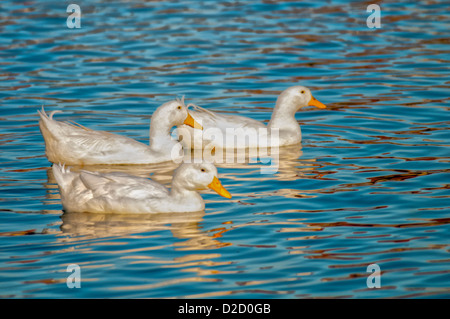 White Pekin Ducks at Lake Morton in Lakeland, Florida. Stock Photo