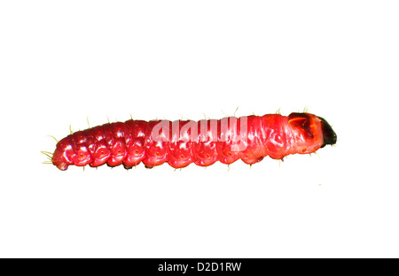 The big red catterpillar of Goat Moth (Cossus cossus) Stock Photo