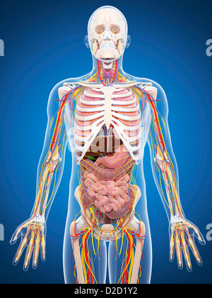 Human anatomy computer artwork Stock Photo - Alamy