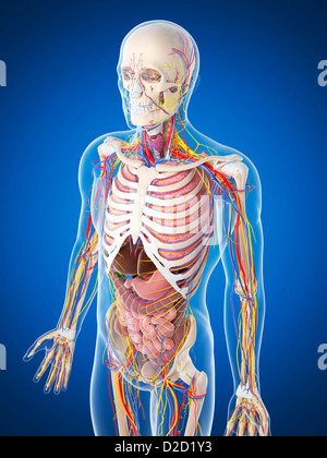 Human anatomy computer artwork Stock Photo - Alamy