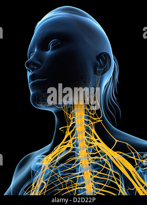 Female nervous system computer artwork head and shoulders Stock Photo