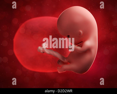 Foetus at 10 weeks computer artwork Stock Photo
