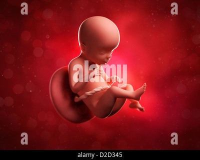 Foetus at 23 weeks computer artwork Stock Photo