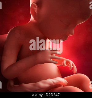 Foetus at 23 weeks computer artwork Stock Photo