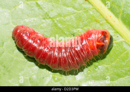 The big red catterpillar of Goat Moth (Cossus cossus) Stock Photo