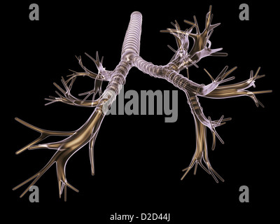 Bronchial tree network of airways serving both lungs left bronchi the ...