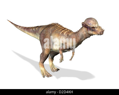 Pachycephalosaurus dinosaur lived in the USA during the Maastrichtian stage of the late cretaceous period Stock Photo