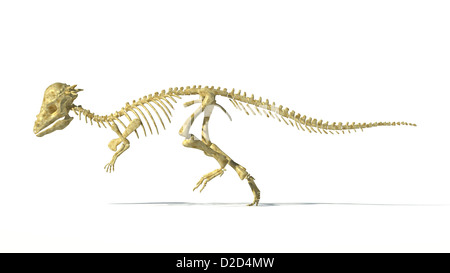 Pachycephalosaurus dinosaur skeleton lived in the USA during the Maastrichtian stage of the late cretaceous period Stock Photo
