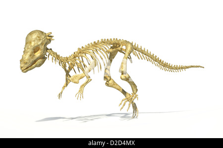 Pachycephalosaurus dinosaur skeleton USA during the Maastrichtian stage of the late cretaceous period Stock Photo
