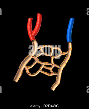 Microcirculation Computer artwork showing the network of blood vessels that deliver blood to tissues Stock Photo