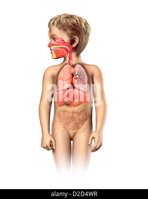 Child's respiratory system computer artwork Stock Photo