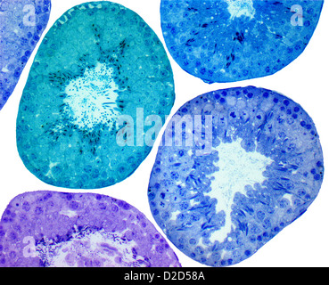 Seminiferous tubules Coloured light micrograph of a section through the testis showing seminiferous tubules Stock Photo