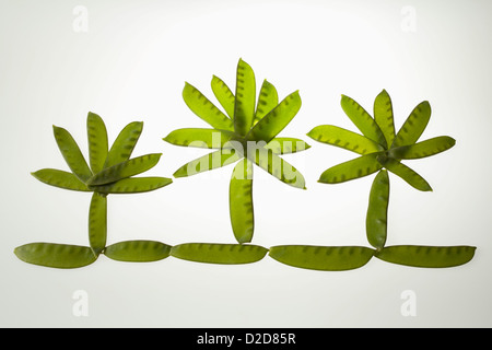 Snow pea pods arranged to look like grass with three trees in a row Stock Photo