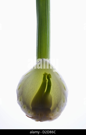 A fennel bulb on a light box Stock Photo