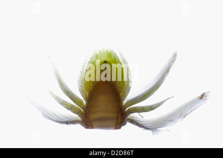 The bottom of fennel on a light box Stock Photo