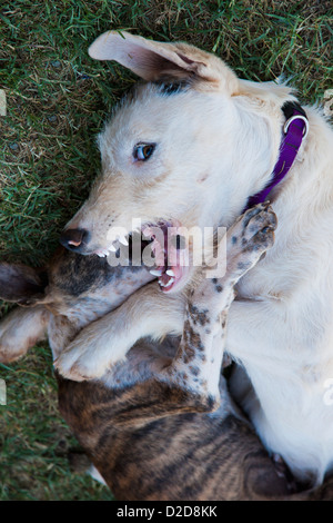 Two dogs fighting Stock Photo