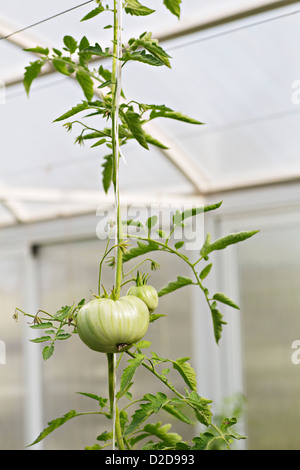 Green tomatoes growing on a vine in a greenhouse Stock Photo